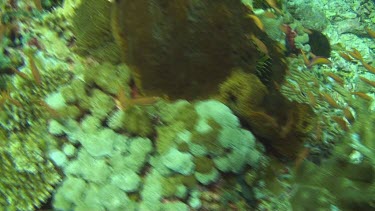 Flying over the coral reef of the Bali Sea