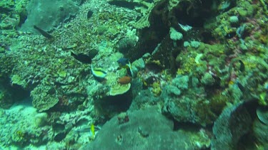 Blackspotted puffer in the coral reef of the Bali Sea