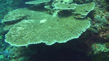 Flying over the coral reef of the Bali Sea