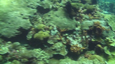 Flying over the coral reef of the Bali Sea