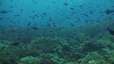 Neon damselfish on the coral reef of the Bali Sea