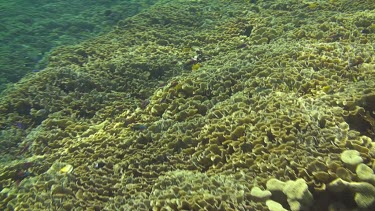 Flying over the coral reef of the Bali Sea