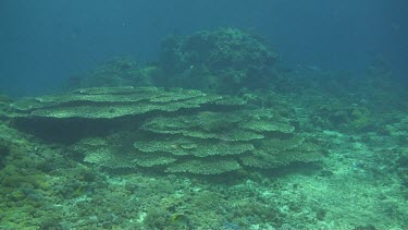 Flying over the coral reef of the Bali Sea