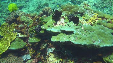 Flying over the coral reef of the Bali Sea