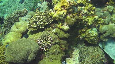 Flying over the coral reef of the Bali Sea