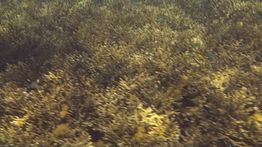 Flying over the coral reef of the Bali Sea