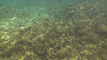 Flying over the coral reef of the Bali Sea