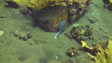 Blackspotted puffer in the coral reef of the Bali Sea