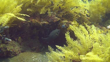 Blackspotted puffer in the coral reef of the Bali Sea