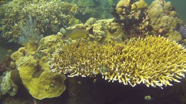 Reticulated damselfish on the coral reef of the Bali Sea