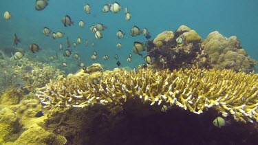 Reticulated damselfish on the coral reef of the Bali Sea