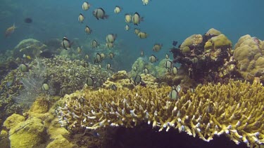 Reticulated damselfish on the coral reef of the Bali Sea