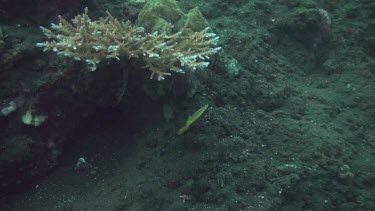 Golden damselfish in the Bali Sea