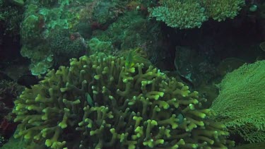 Golden damselfish in the Bali Sea