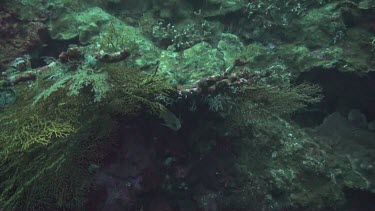 Golden damselfish in the Bali Sea