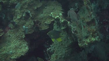 Golden damselfish in the Bali Sea