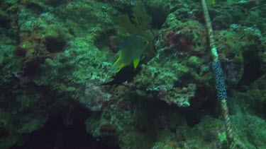 Golden damselfish in the Bali Sea