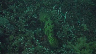 Honeycomb grouper in the Bali Sea