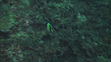 Schooling bannerfish in the Bali Sea