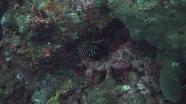 Clearfin lionfish under a rock in the Bali Sea