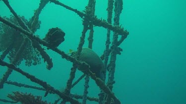 Emperor angelfish in an artificial reef in the Bali Sea