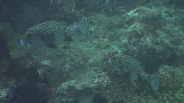 Harlequin sweetlips in the Bali Sea