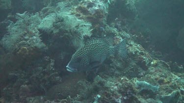 Harlequin sweetlips in the Bali Sea