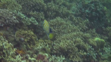 Regal angelfish in the Bali Sea