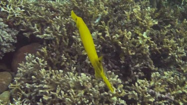 Chinese trumpetfish in the Bali Sea