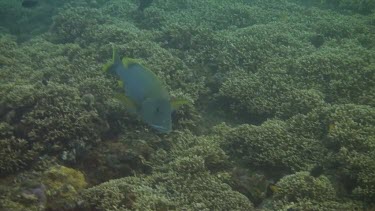 Giant sweetlips in the Bali Sea