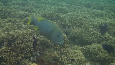 Giant sweetlips in the Bali Sea