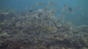 Shoal of blackspot snapper in the Bali Sea