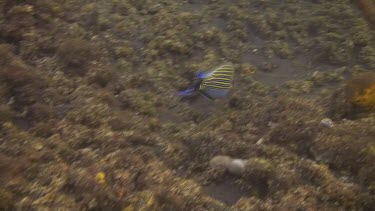 Striped surgeonfish in the Bali Sea