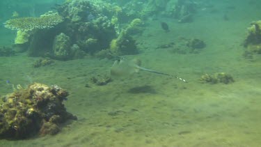 Bluespotted stingray in the Bali Sea