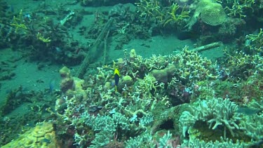 Bicolor angelfish on the coral reef of the Bali Sea