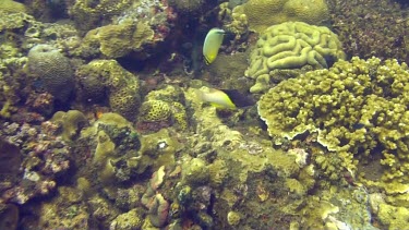 Tropical fish in the Bali Sea