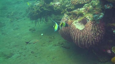 Schooling bannerfish in the Bali Sea