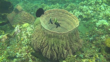 Humphead bannerfish in the Bali Sea