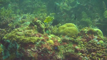 Golden damselfish in the Bali Sea