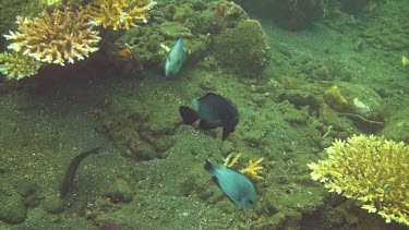 Domino fish in the Bali Sea