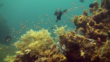 Group of small fish swimming in and around the coral reef