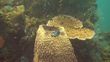 Domino fish in the Bali Sea