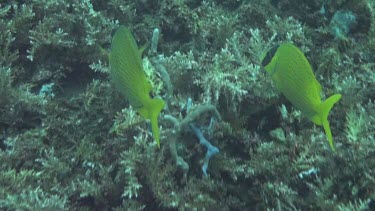 Foxface rabbitfish in the Bali Sea