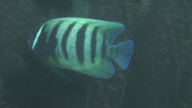 Six-banded angelfish in the Bali Sea