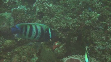 Six-banded angelfish in the Bali Sea