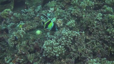 Schooling bannerfish in the Bali Sea