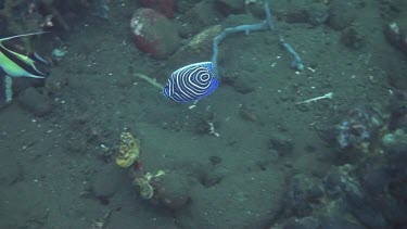 Emperor angelfish in the Bali Sea