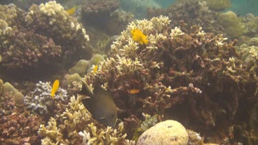 Golden damselfish in the Bali Sea