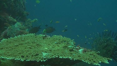 Group of small fish swimming in and around the coral reef