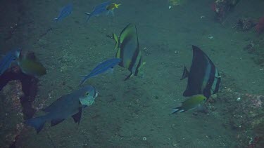 Tropical fish in the Bali Sea